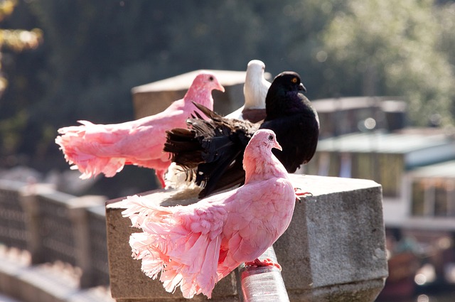 决策与执行 决策与执行